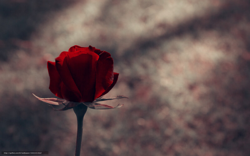 Red Rose in Focus — Dramatic, Photograph, Stem, Petals, Background