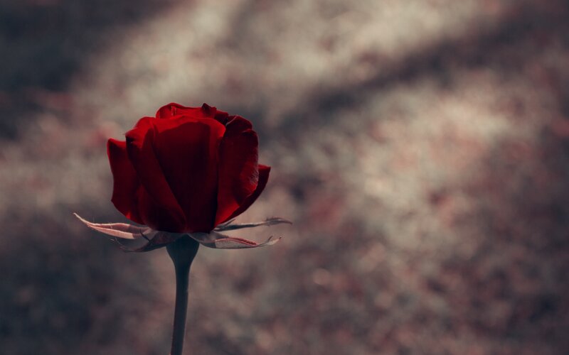 Red Rose in Focus — Dramatic, Photograph, Stem