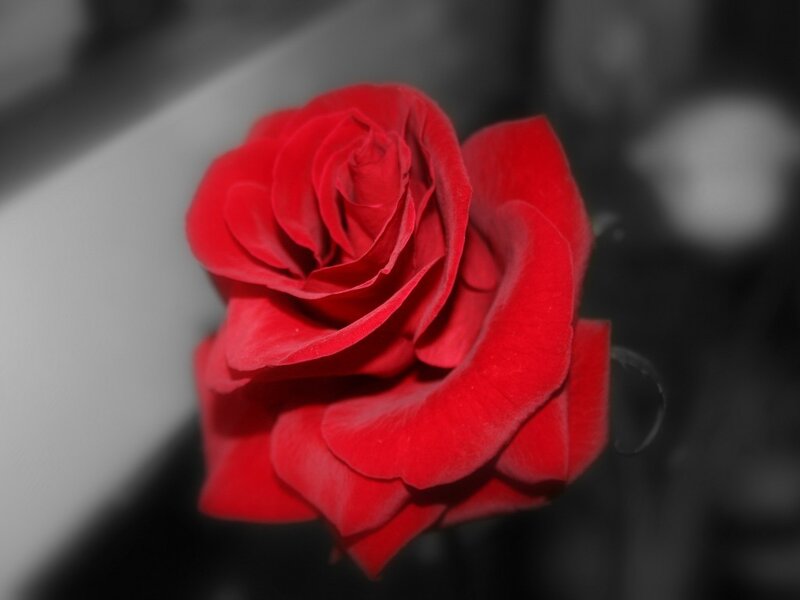 Red Rose in Focus — Dramatic