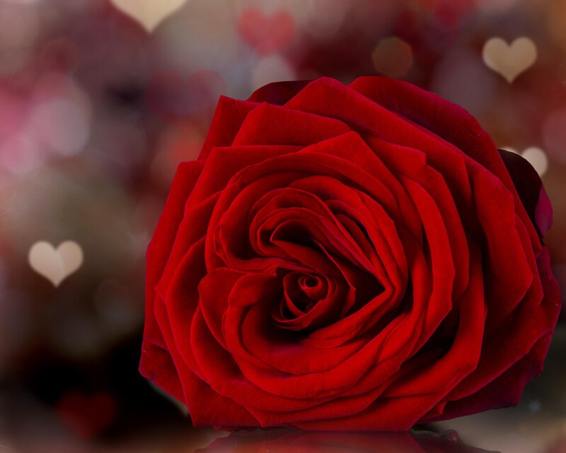 Red Rose in Focus — Romantic