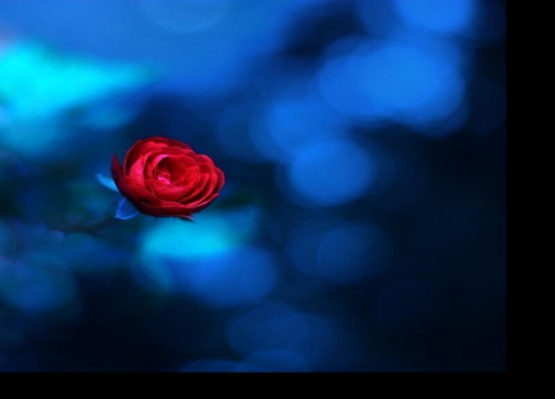 Red Rose in Focus — Serene, Photograph, Blue Background