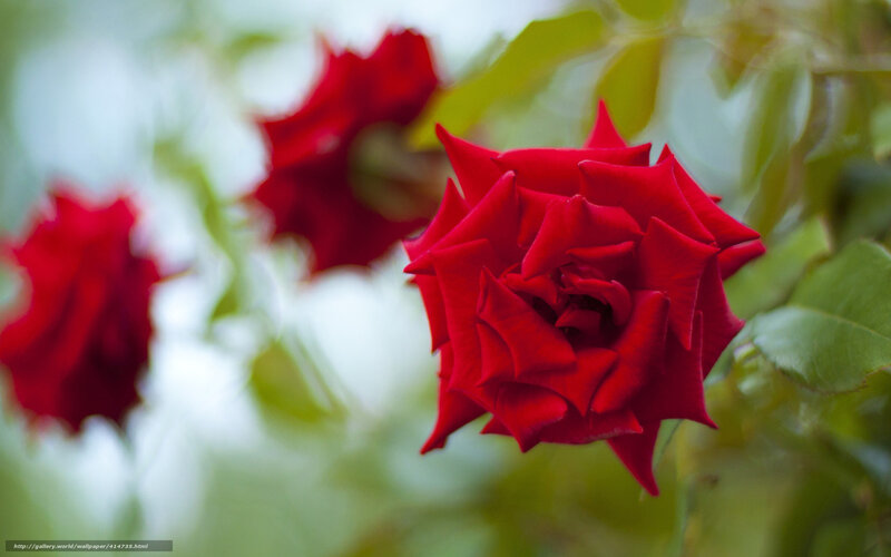 Red Rose in Focus — Serene, Photograph