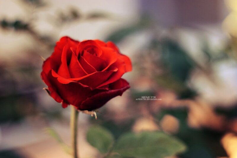 Red Rose in Focus — Serene