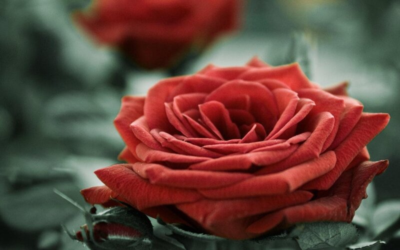 Red rose in focus