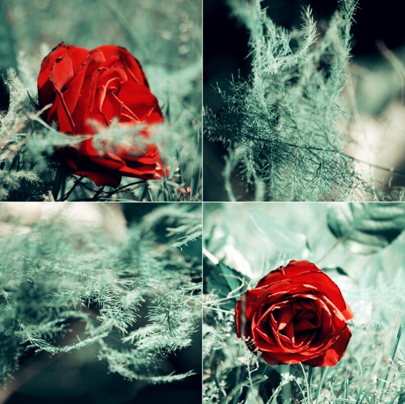 Red Rose in Foliage
