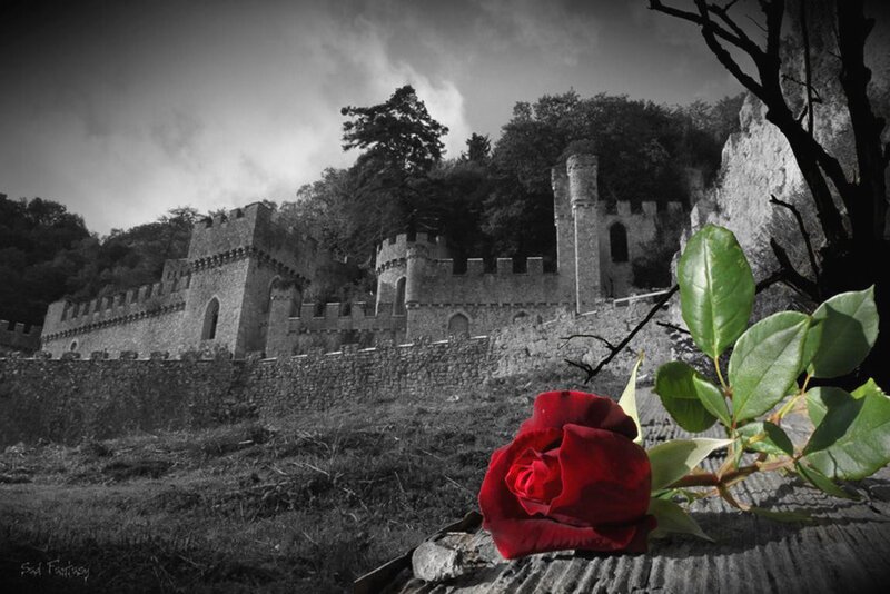 Red Rose in Foreground — Dramatic