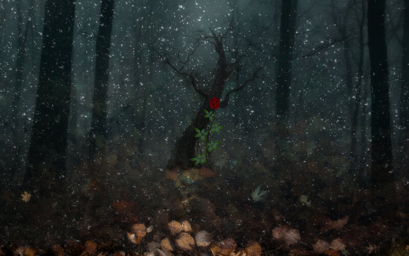 Red Rose in Forest