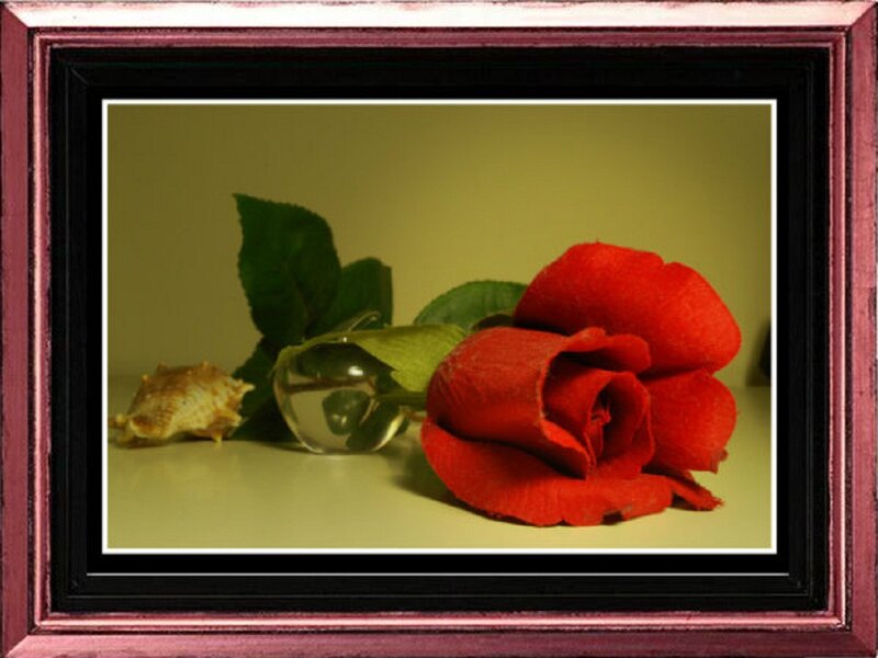 Red Rose in Frame — Calm