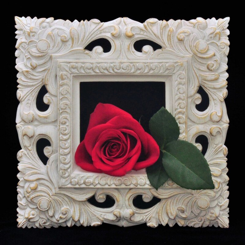 Red Rose in Frame — Dramatic, Photograph