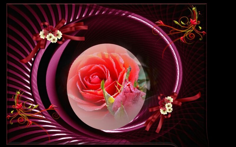 Red Rose in Frame — Purple