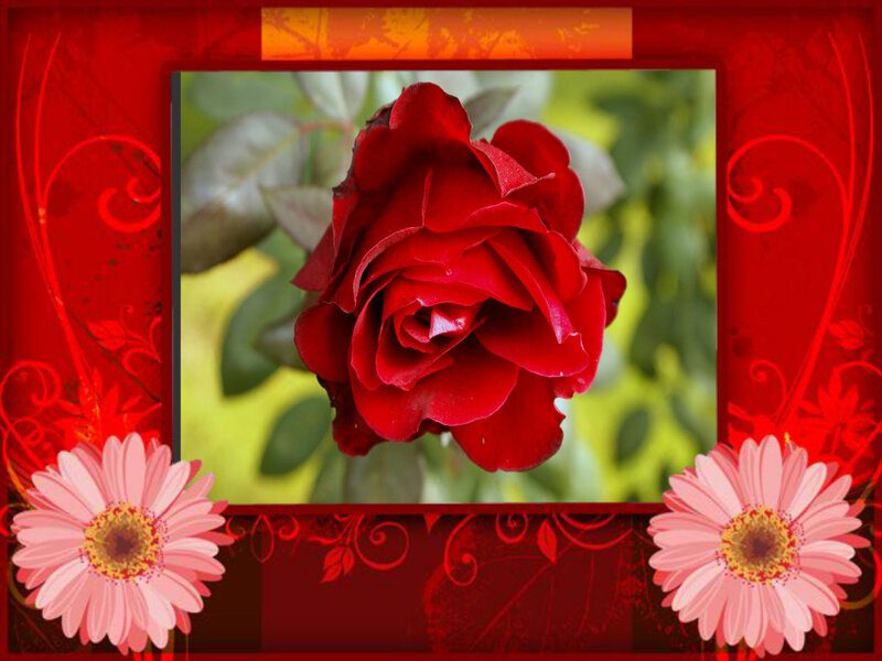 Red Rose in Frame — Romantic