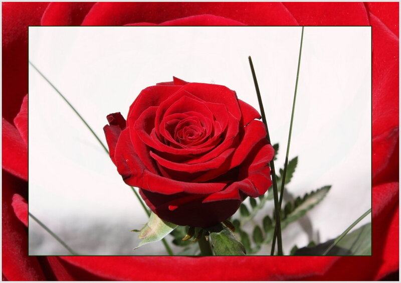 Red Rose in Frame