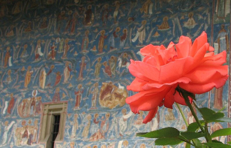Red Rose in Front of Wall