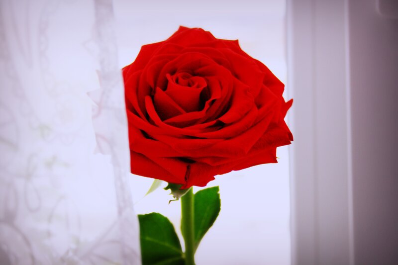 Red Rose in Front of Window