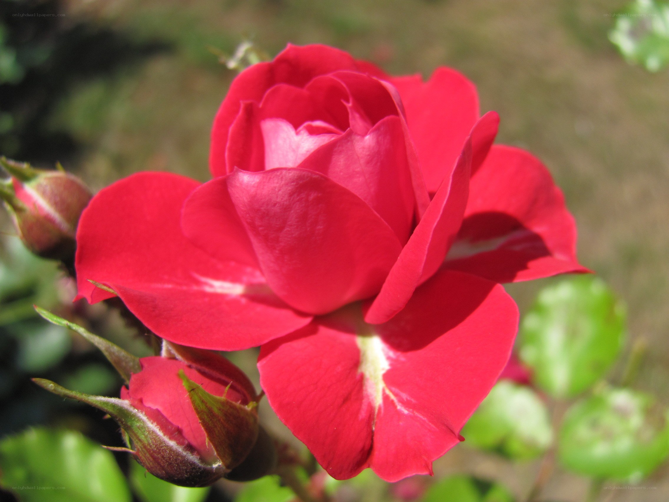 Red rose in full bloom