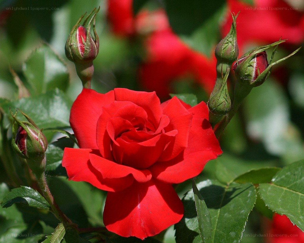 Red rose in full bloom