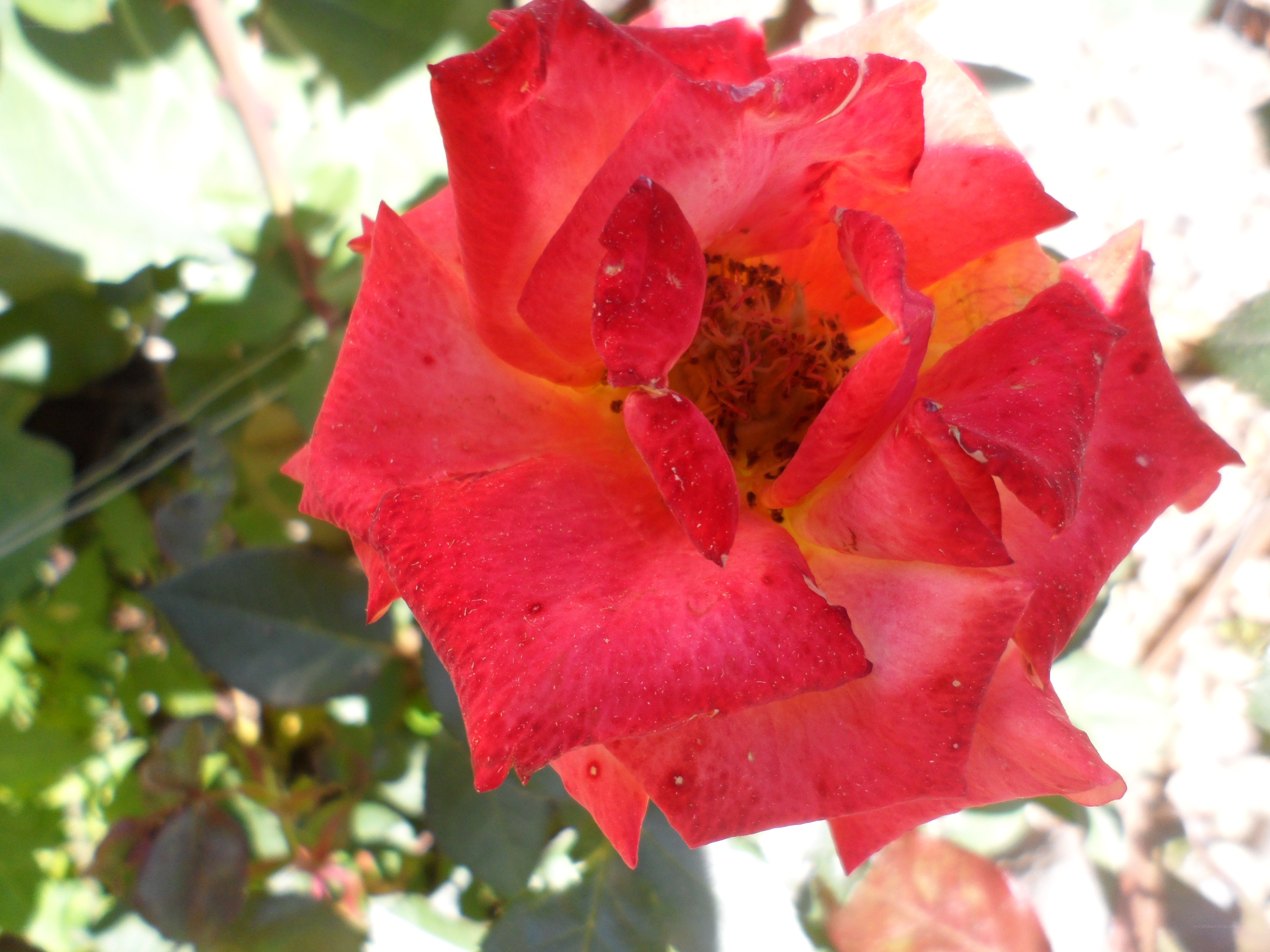 Red rose in full bloom