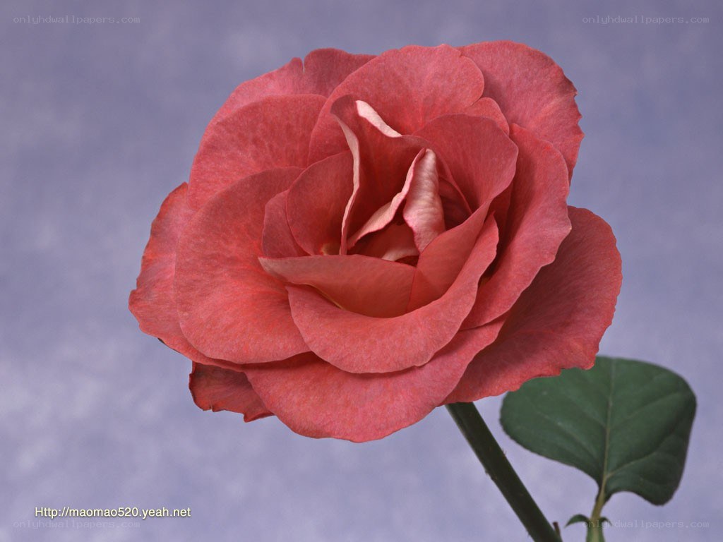 Red rose in full bloom