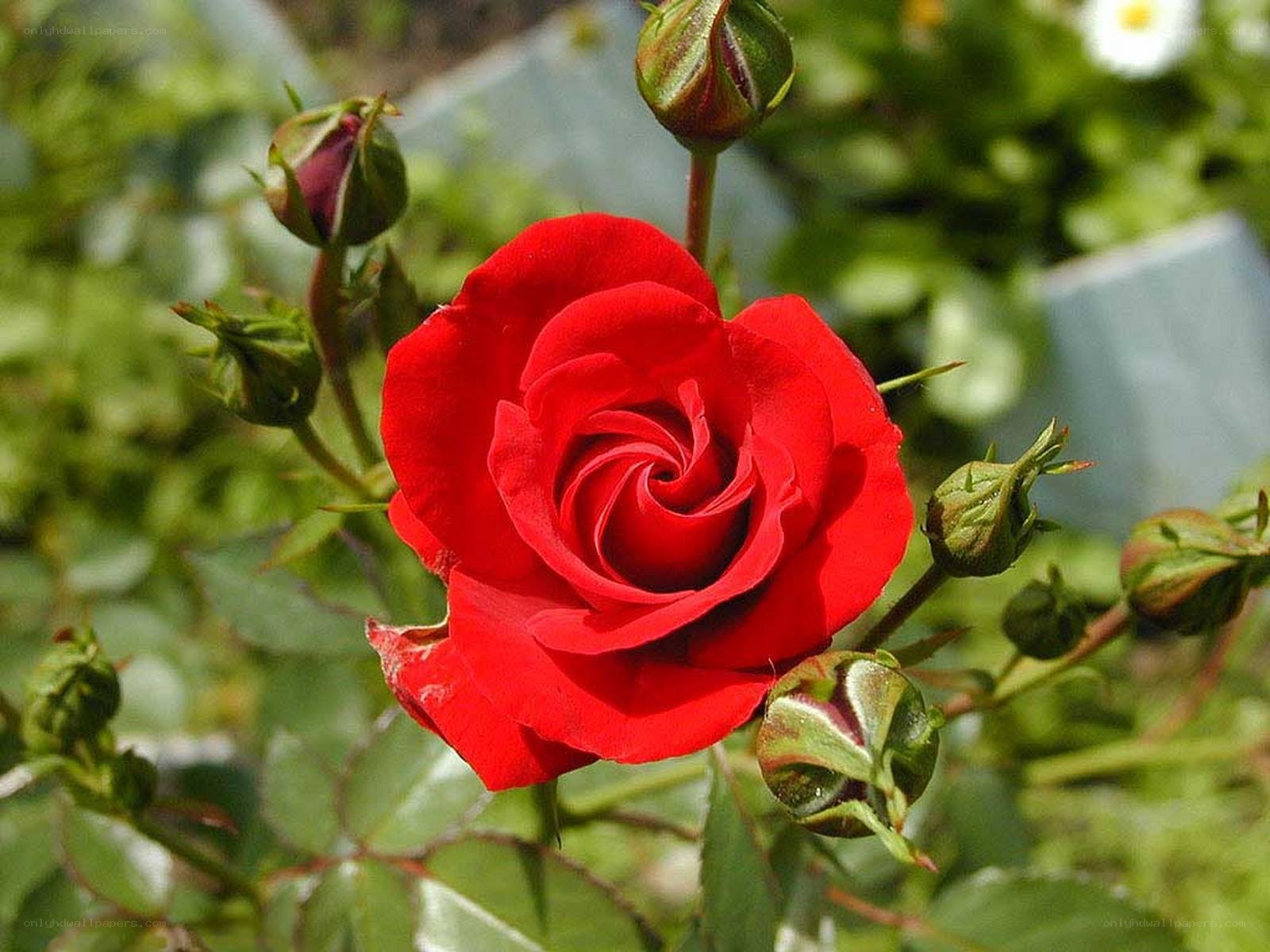 Red rose in full bloom