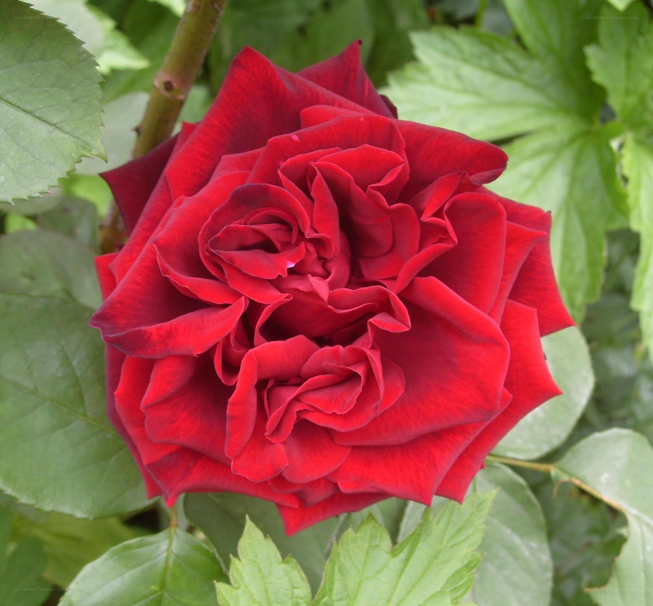 Red rose in full bloom