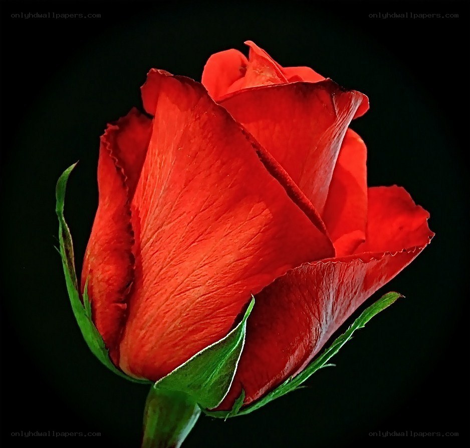 Red rose in full bloom