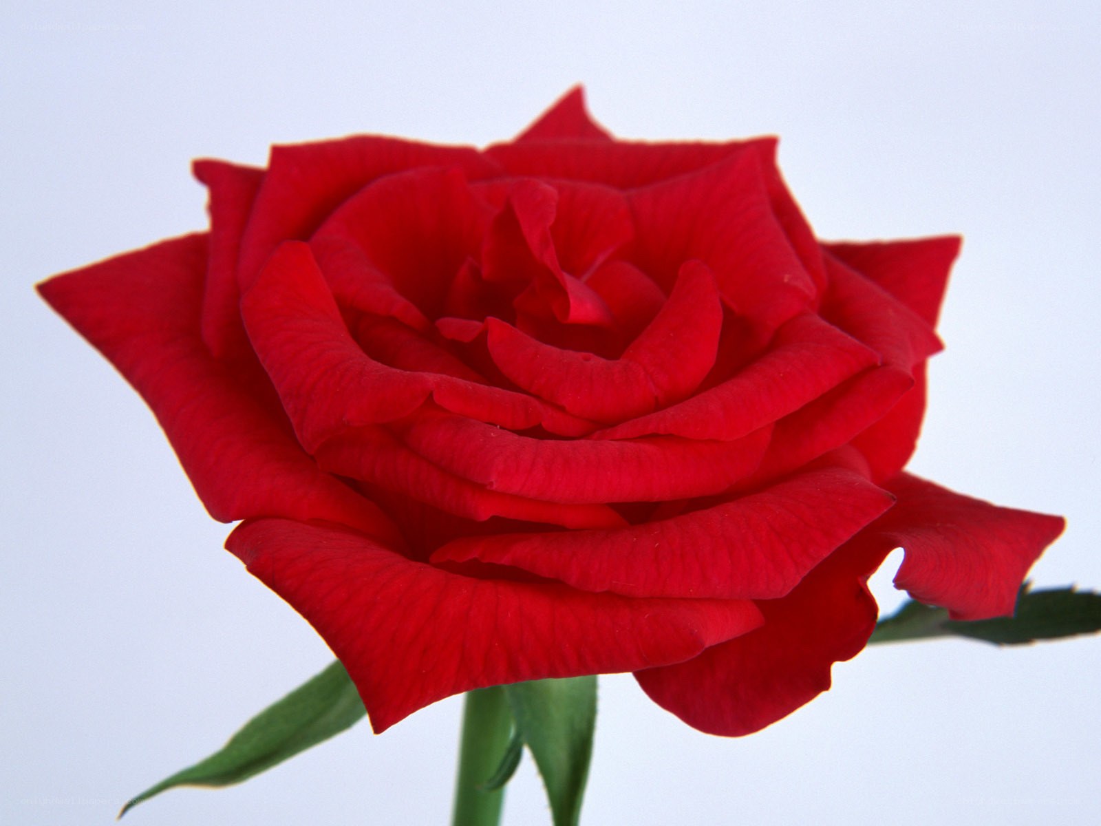 Red rose in full bloom