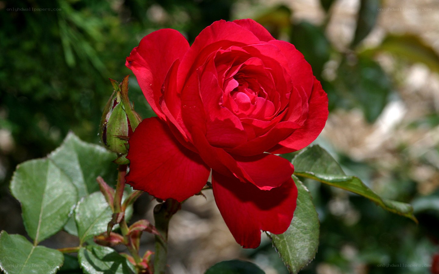 Red rose in full bloom