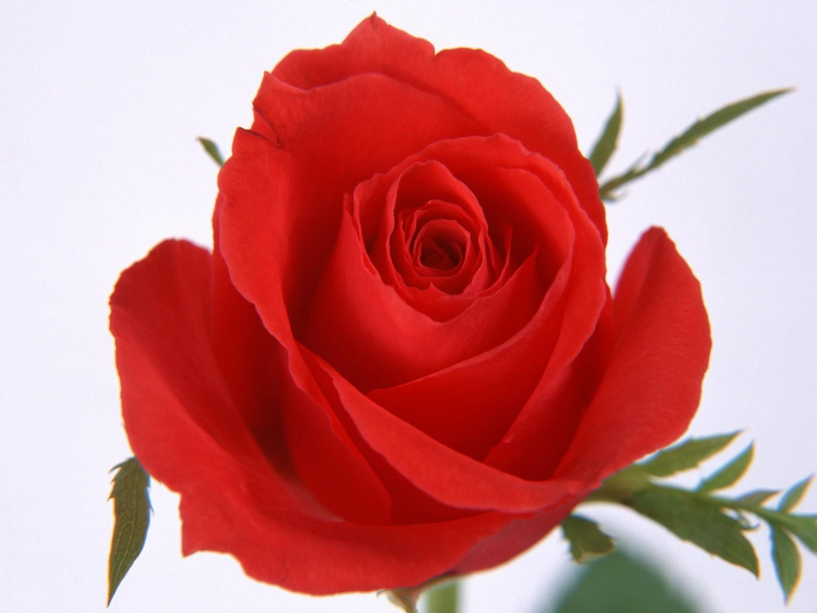 Red rose in full bloom