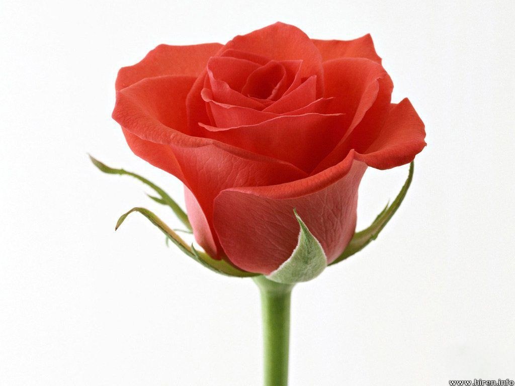 Red rose in full bloom