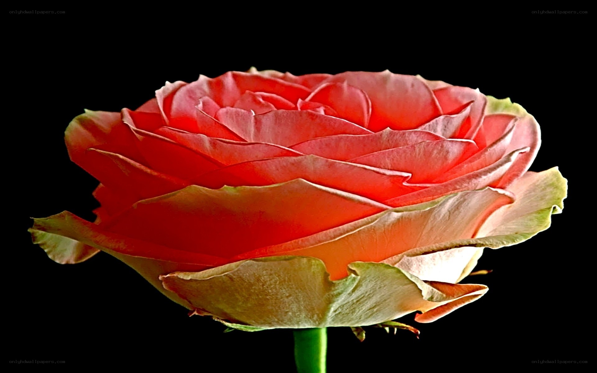 Red rose in full bloom