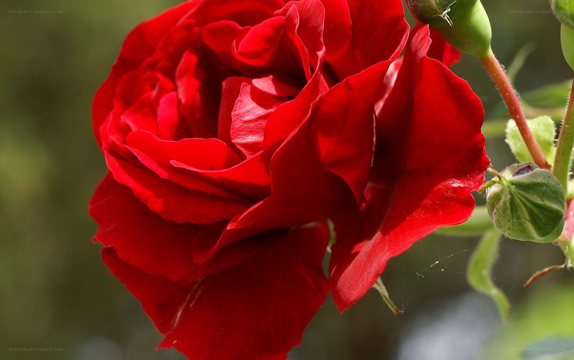 Red rose in full bloom