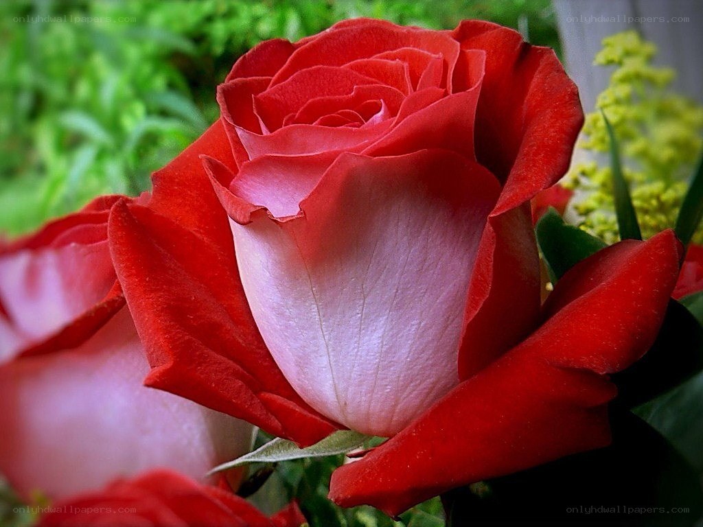 Red rose in full bloom