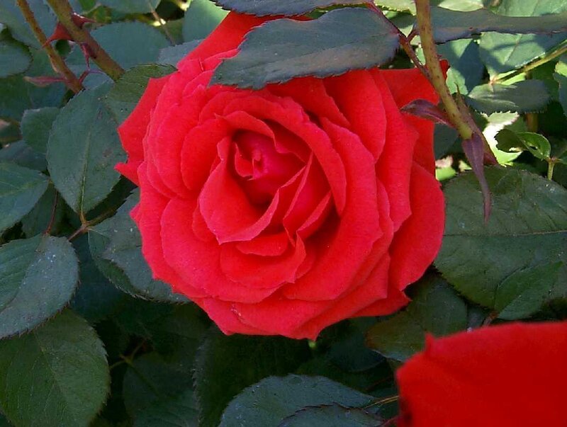 Red rose in full bloom