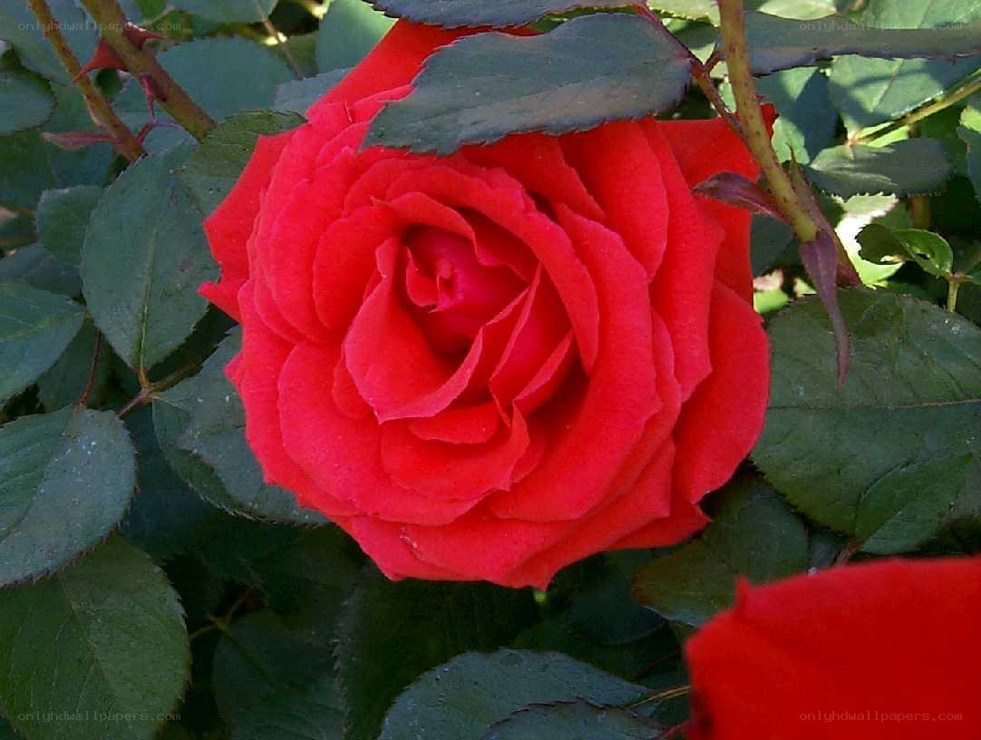 Red rose in full bloom