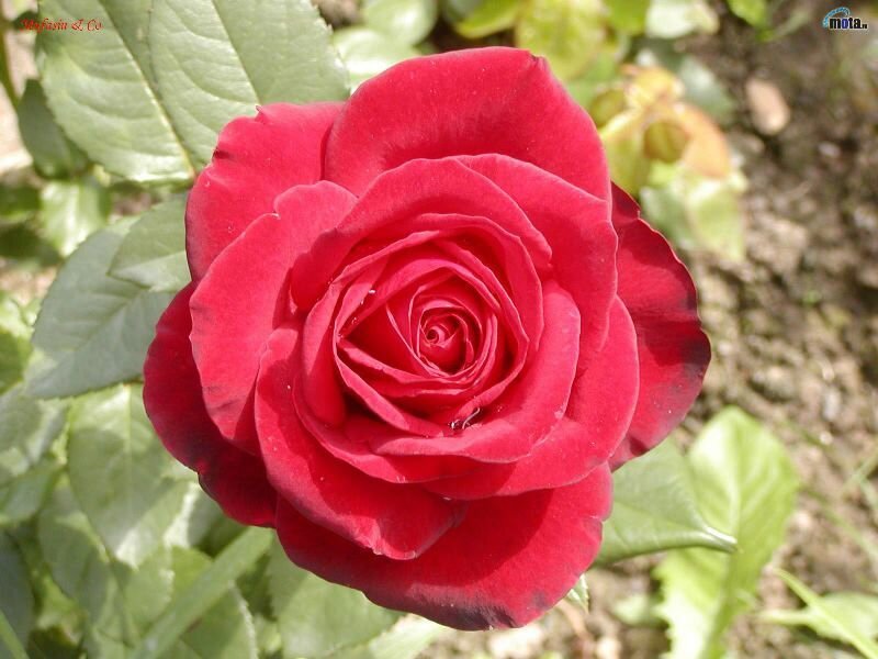 Red rose in full bloom