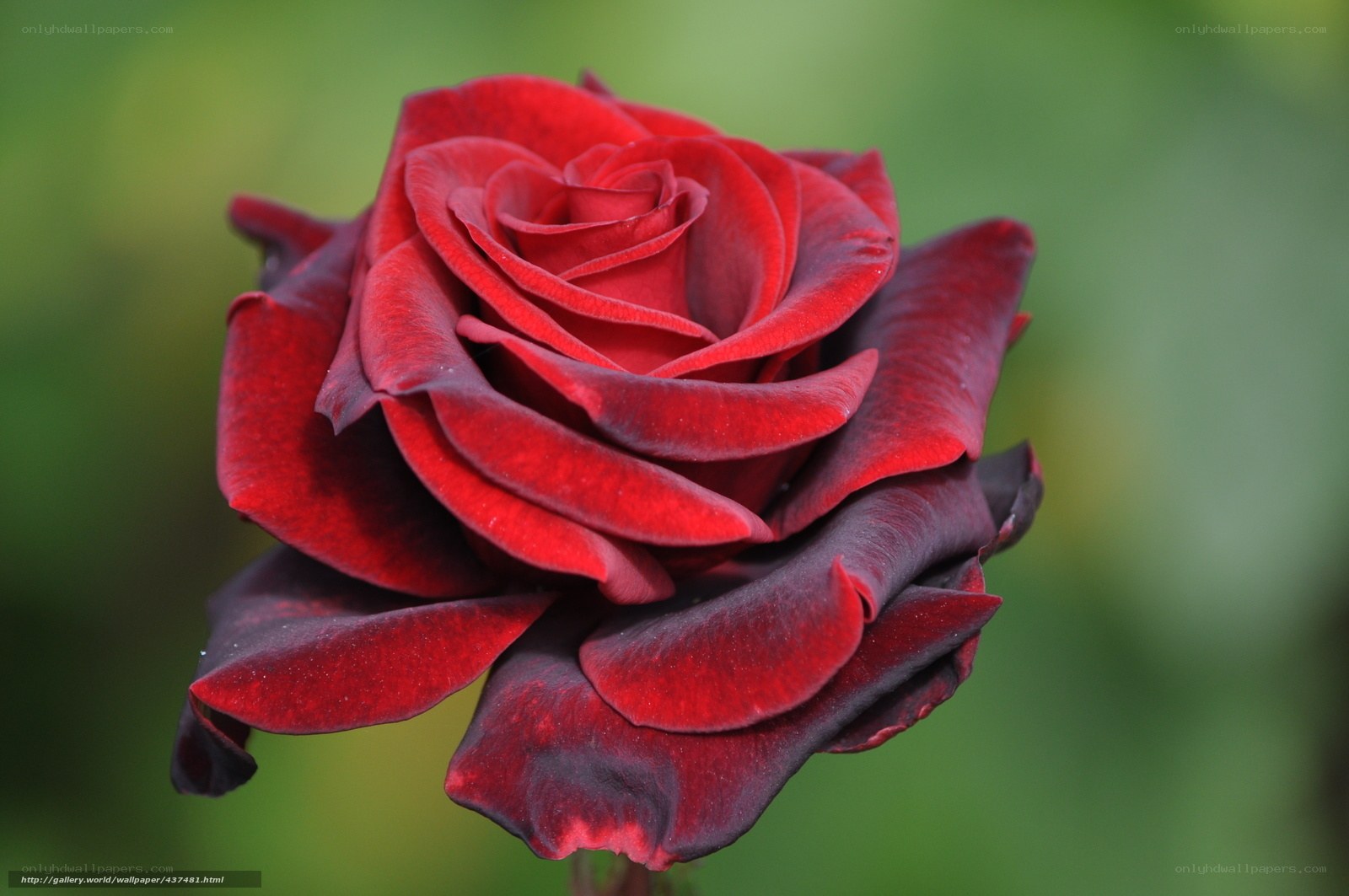 Red rose in full bloom