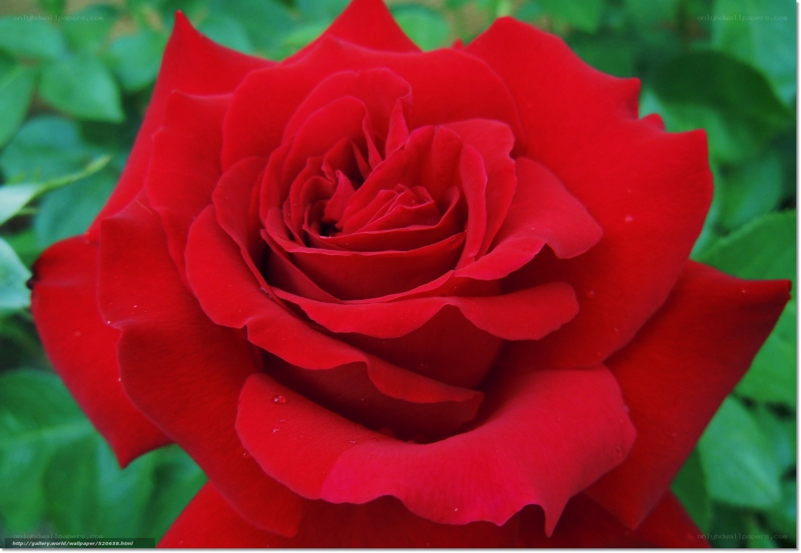 Red rose in full bloom