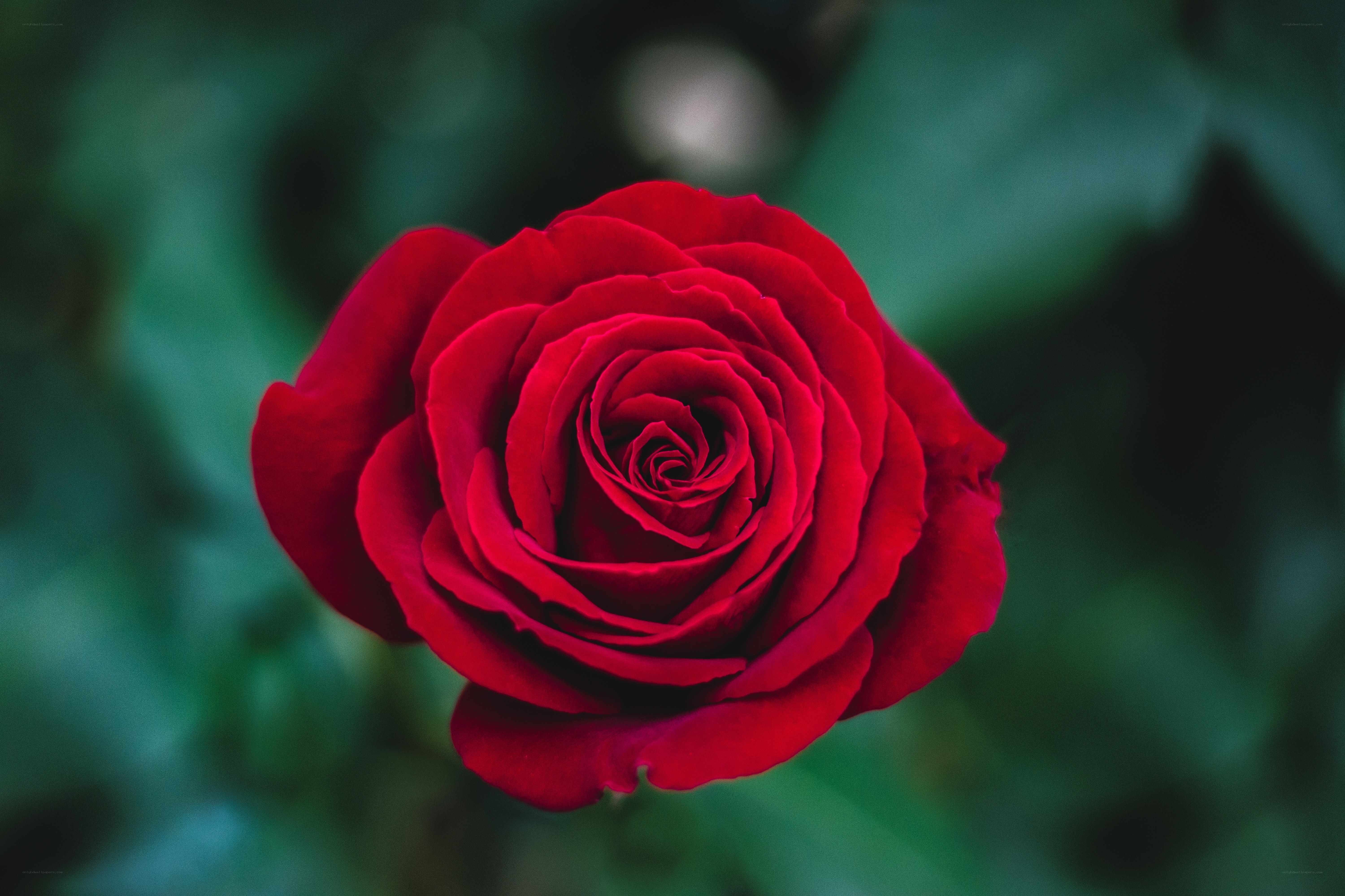 Red rose in full bloom