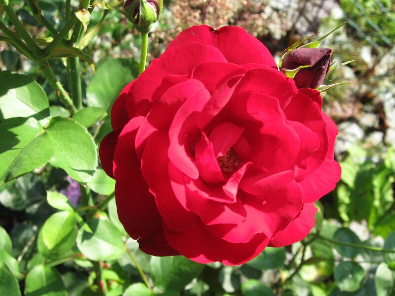 Red rose in full bloom
