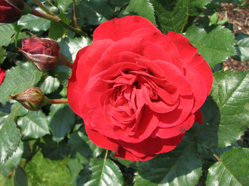 Red rose in full bloom