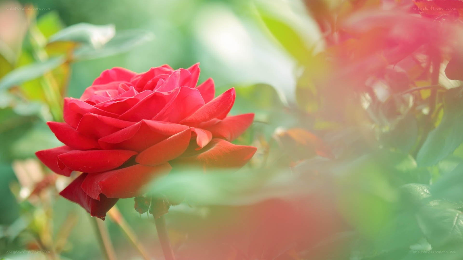 Red rose in garden