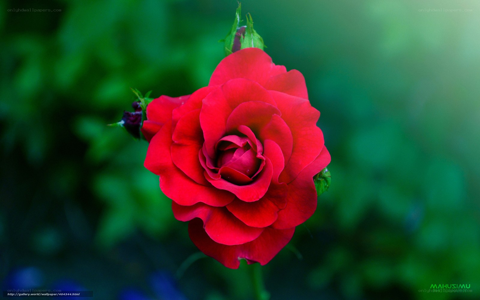 Red rose in garden