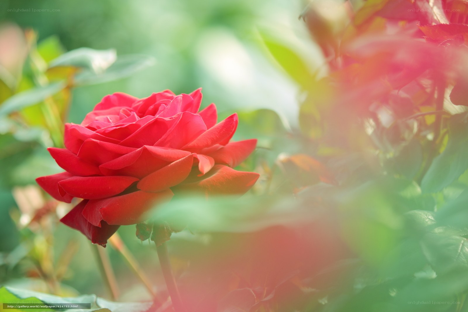 Red rose in garden