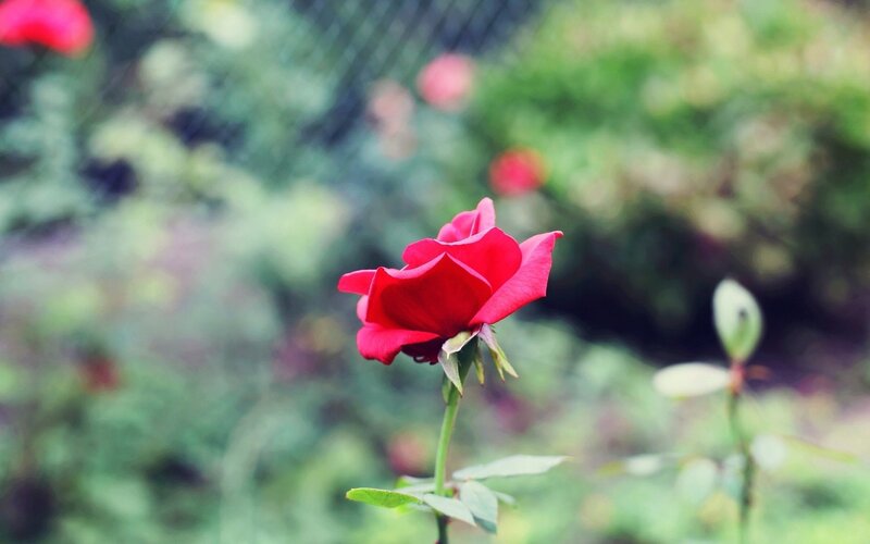 Red rose in garden