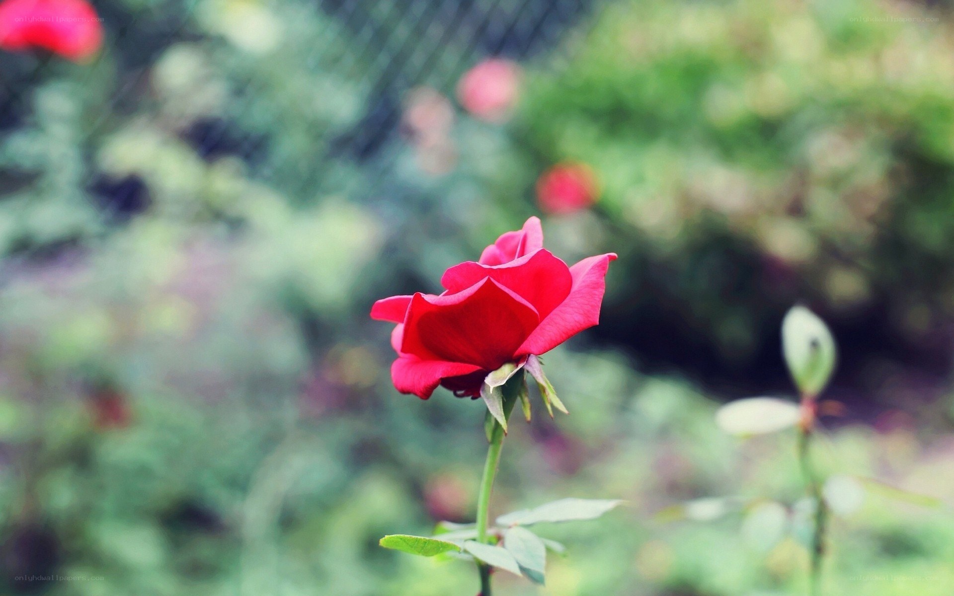 Red rose in garden