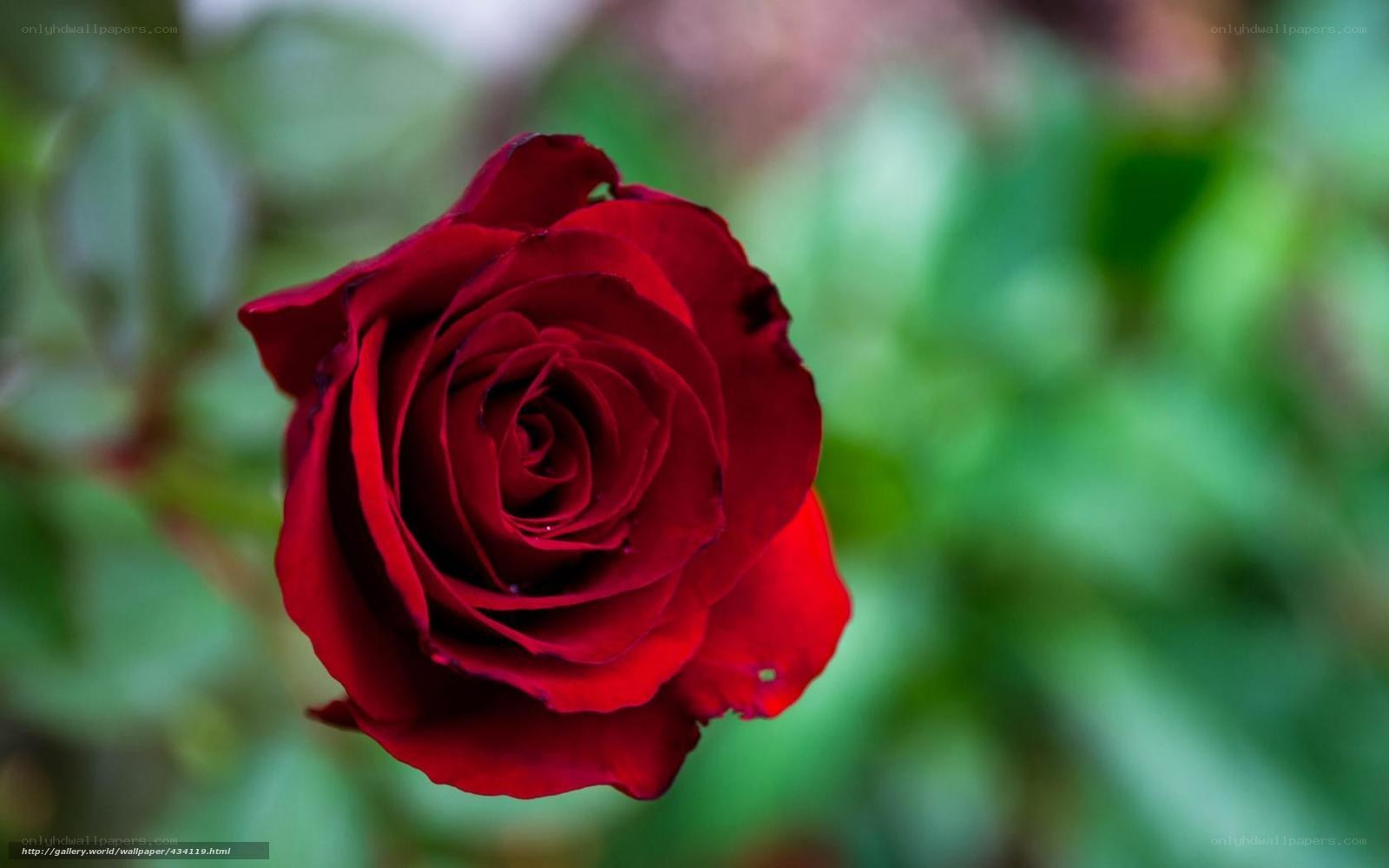 Red rose in garden