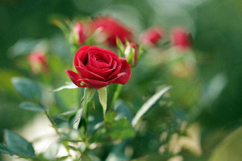 Red rose in garden