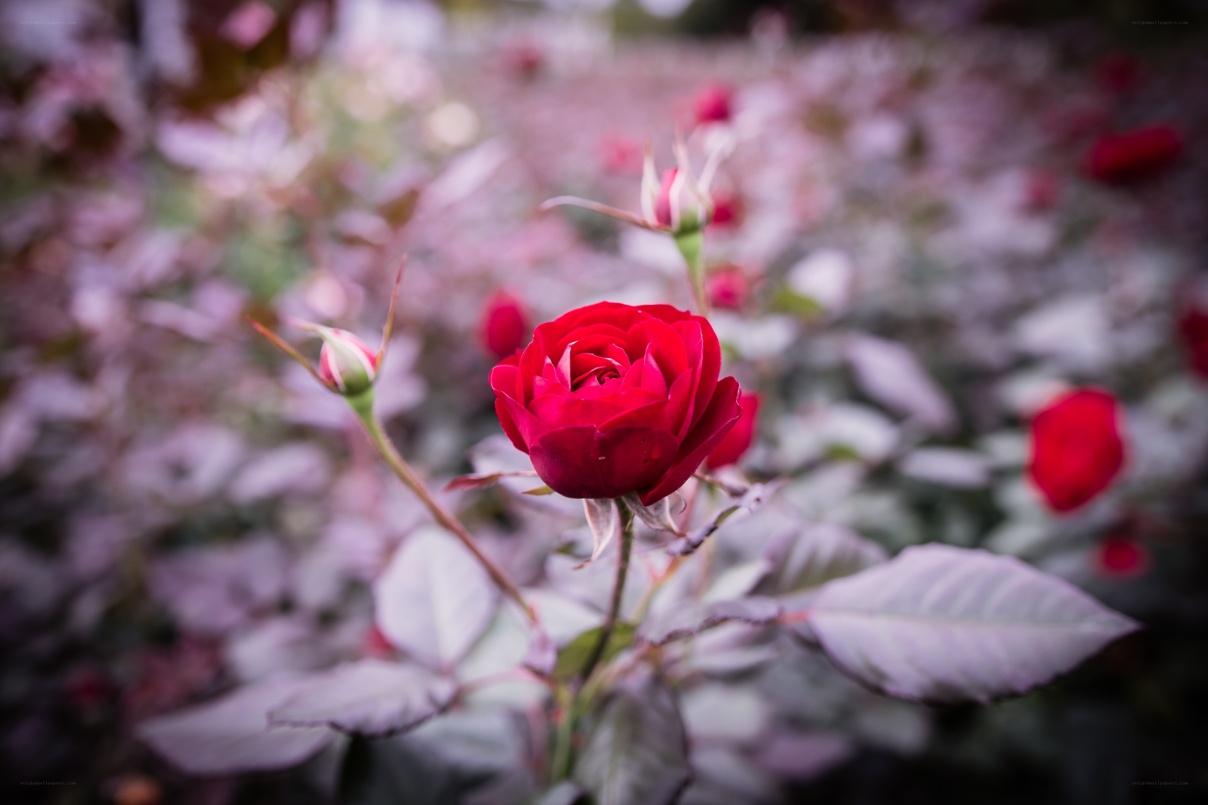 Red rose in garden