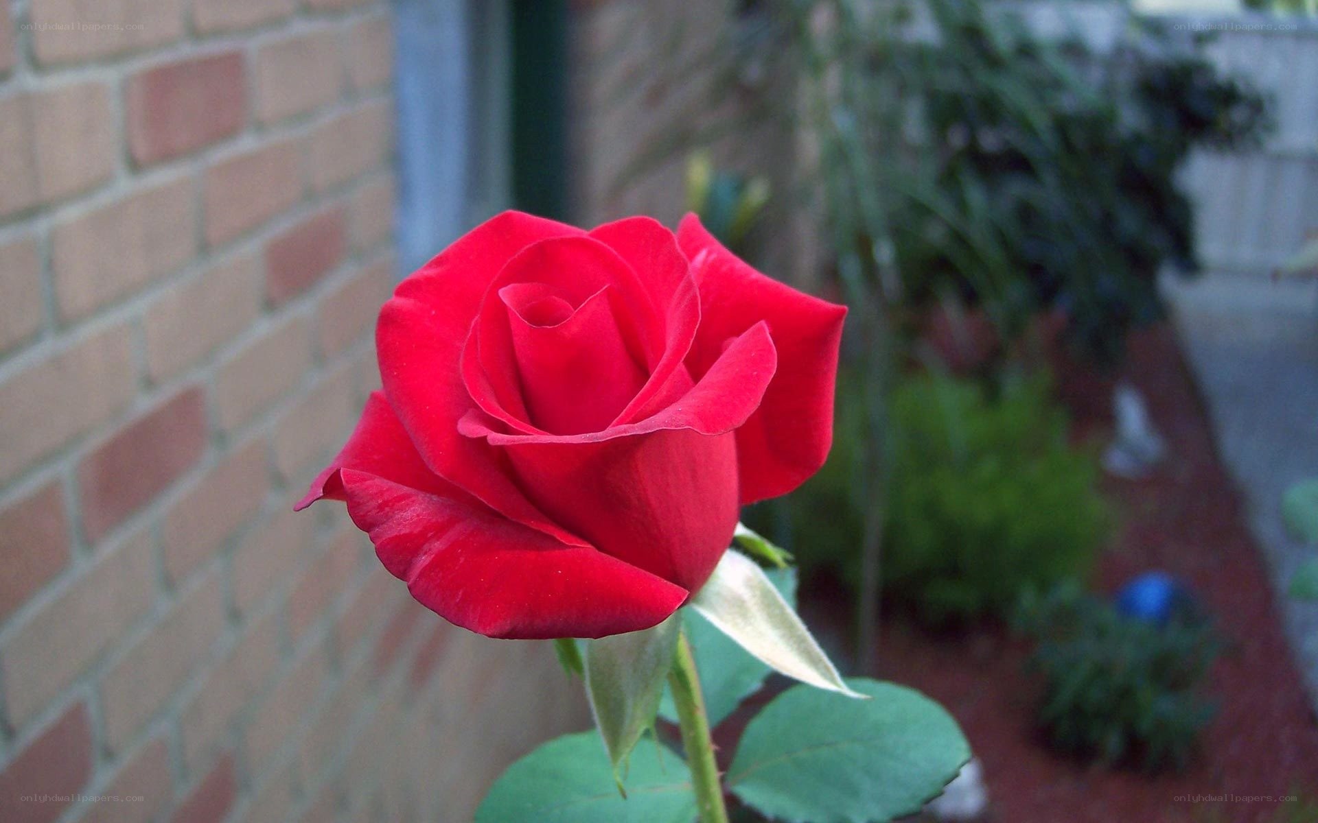 Red rose in garden