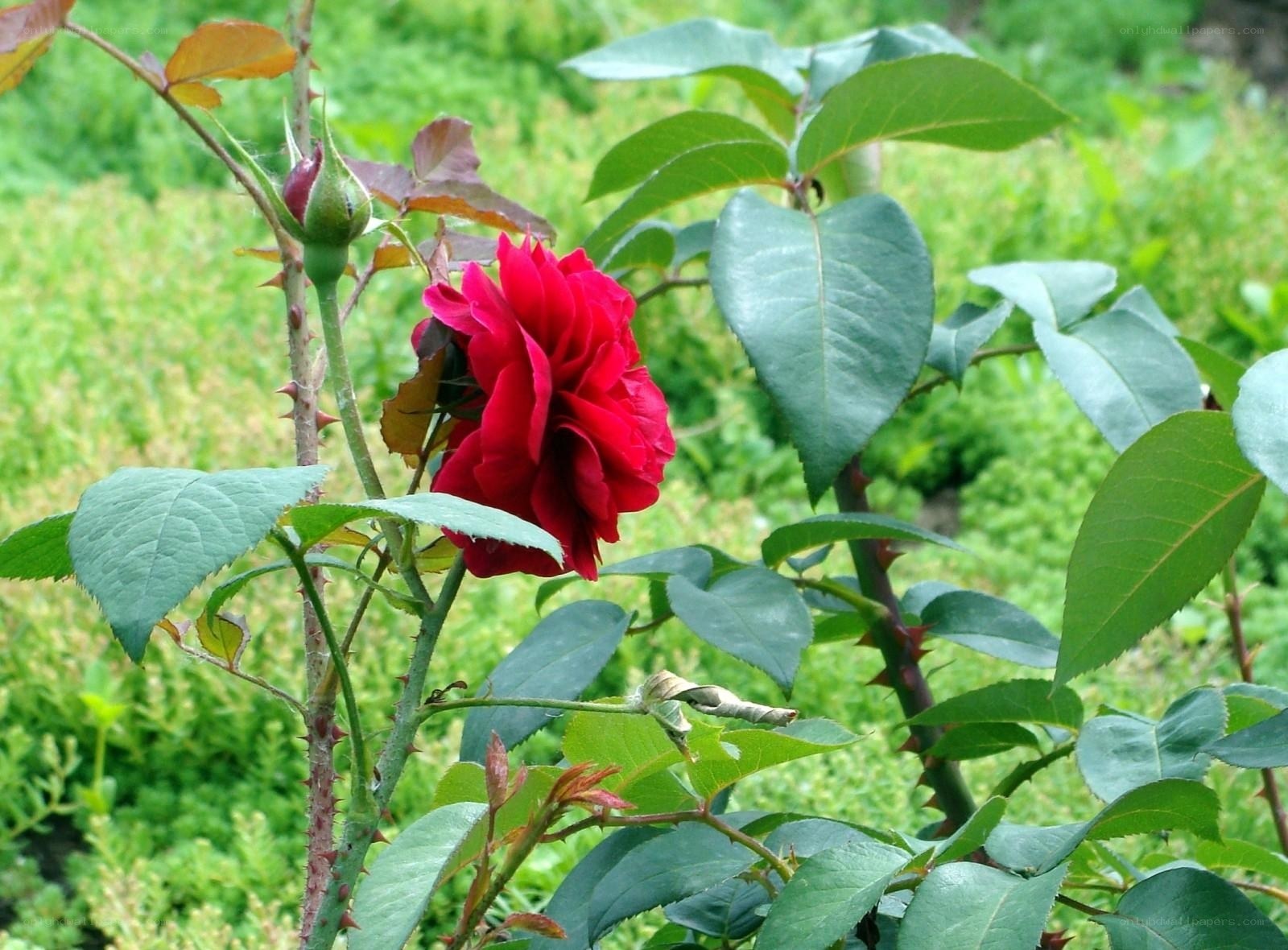 Red rose in garden